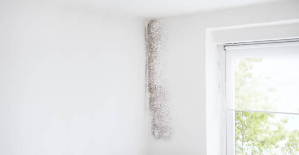 Mold Remediation for Rental Properties in Monrovia, CA