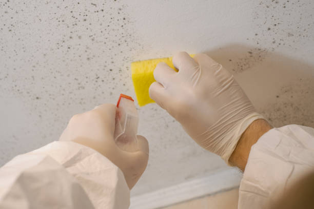 Best Asbestos and Lead Testing During Mold Inspection  in Monrovia, CA