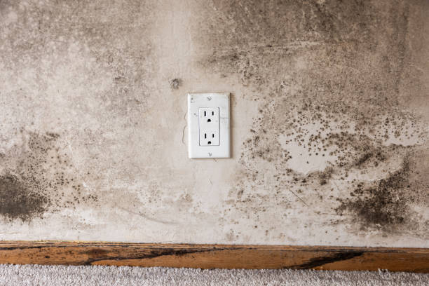 Best Post-Construction Mold Inspection  in Monrovia, CA